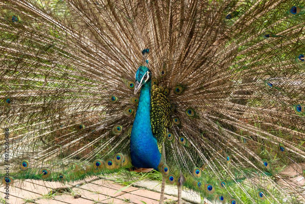 Obraz premium Peacock Displaying Full Feather Fan with Vibrant Colors and Eye Patterns