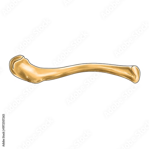 Right Clavicle Caudal View Artistic Anatomical Illustration – Human Collarbone Diagram