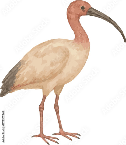 Watercolor vector illustration of an ibis bird