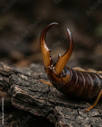 Close up view of the defensive pincers on the abdomen of a forficula auricularia