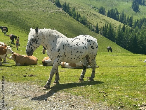 Cavallo Pezzato al Pascolo tra le Colline”