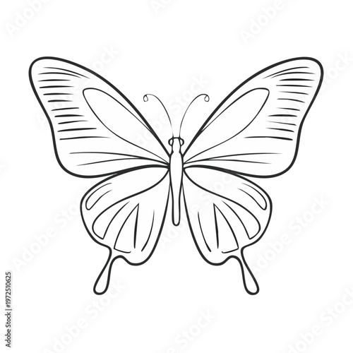 Elegant outline drawing of a monarch butterfly in flight spread wings symmetrical vector