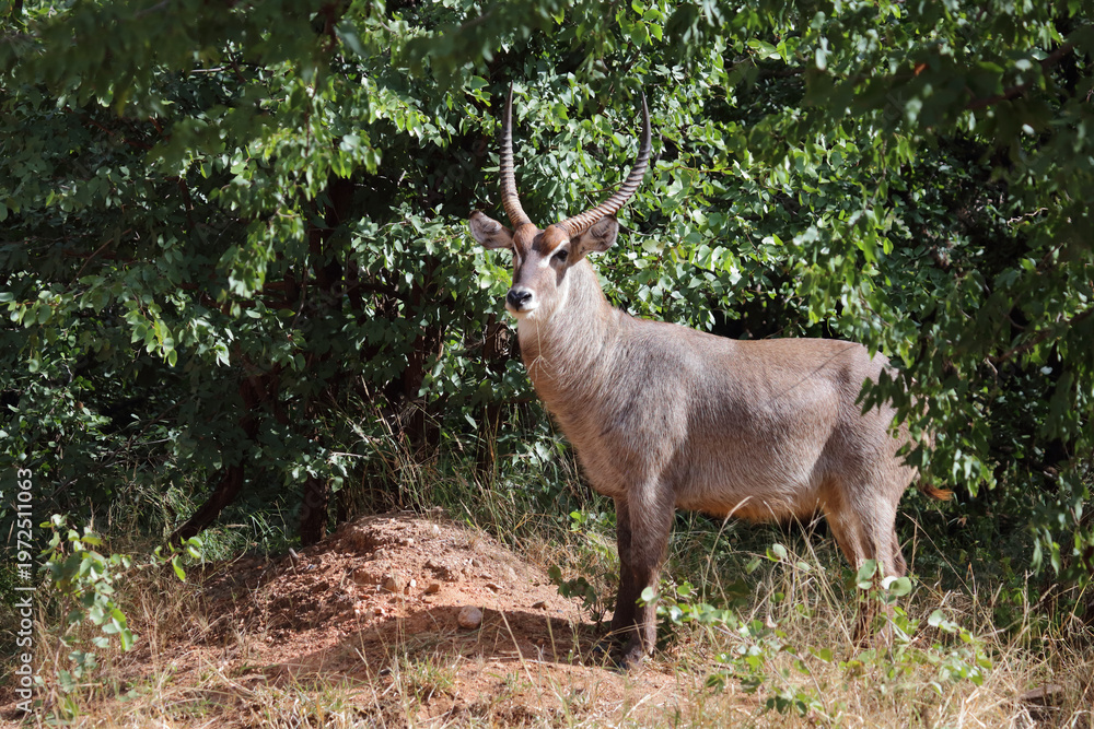 Obraz premium Wasserbock / Waterbuck / Kobus ellipsiprymnus