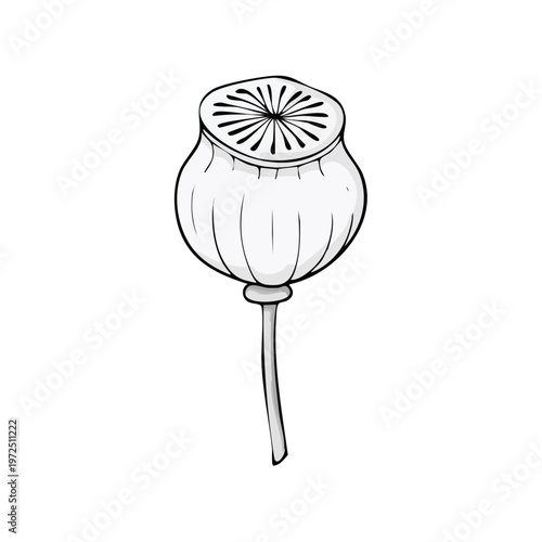 Botanical illustration of a dried poppy seed head with a simple stem