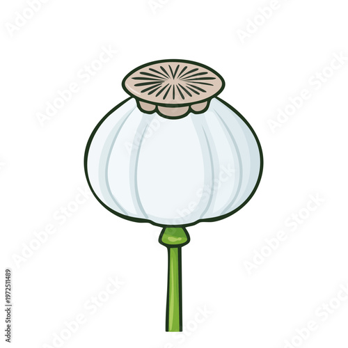 Botanical Illustration of a White Poppy Seed Pod on a Green Stem