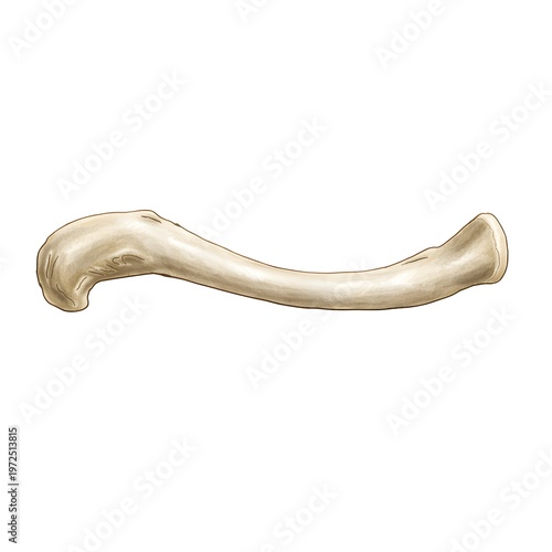 Right Clavicle Cranial View Anatomical Illustration – Human Collarbone Diagram