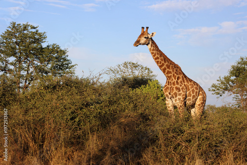 Giraffe / Giraffe / Giraffa camelopardalis