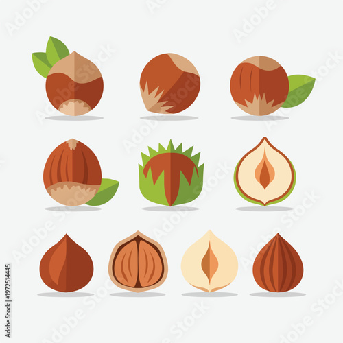 Hazelnut fruit and seed illustrations.
