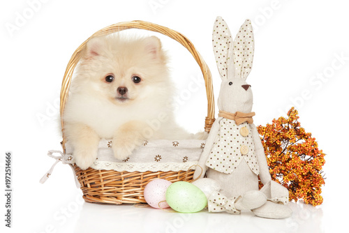 Pomeranian puppy in wicker basket with Easter decor