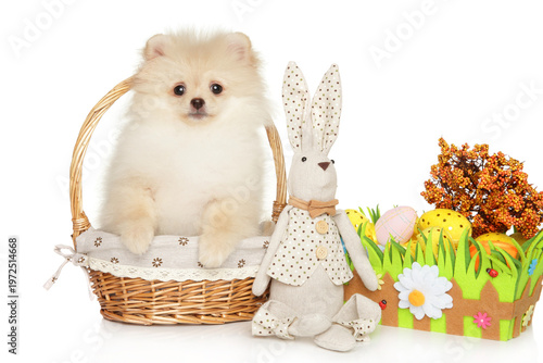 Fluffy Pomeranian puppy sits in basket with Easter bunny and eggs