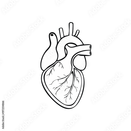Stylized Line Art of Human Heart with Major Vessels and Coronary Arteries