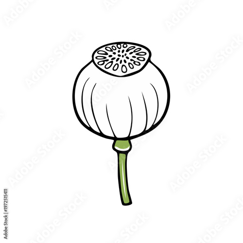 Simple Hand Drawn Poppy Seed Pod Illustration