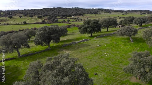 Aerial view of pine forest next to Salta Teresa reservoir in Salamanca, Spain.