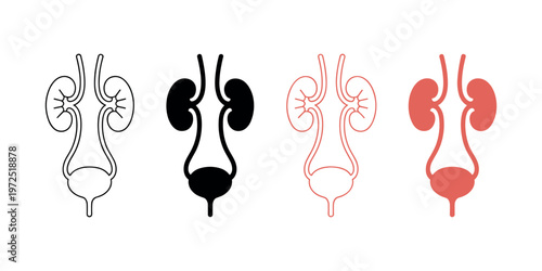 Four simplified human urinary system diagrams in black and coral red kidney bladder ureter urethra