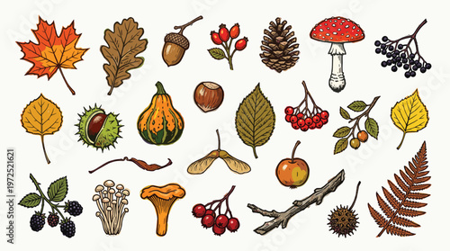 Autumn harvest collection of natural elements including leaves acorns mushrooms berries and fruits for seasonal design and decoration