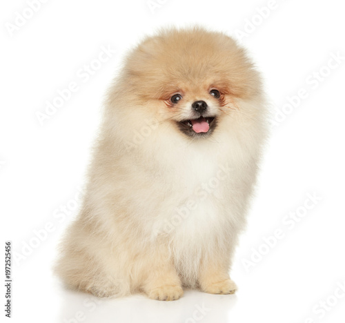 Fluffy light brown Pomeranian puppy sits with mouth slightly open