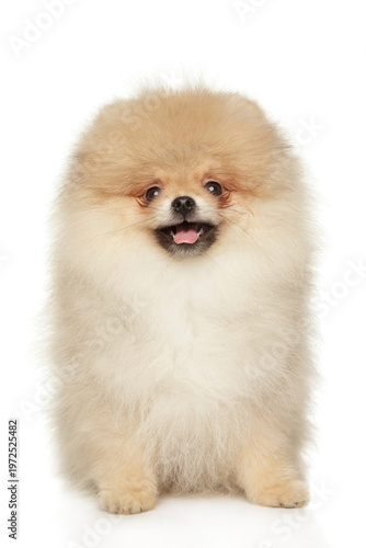 Fluffy pomeranian dog sits and smiles on plain background