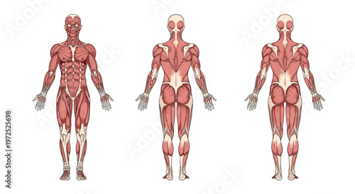 Three detailed anatomical diagrams display the complex human muscular system from the front and back views highlighting intricate red muscle fibers in a medical chart.