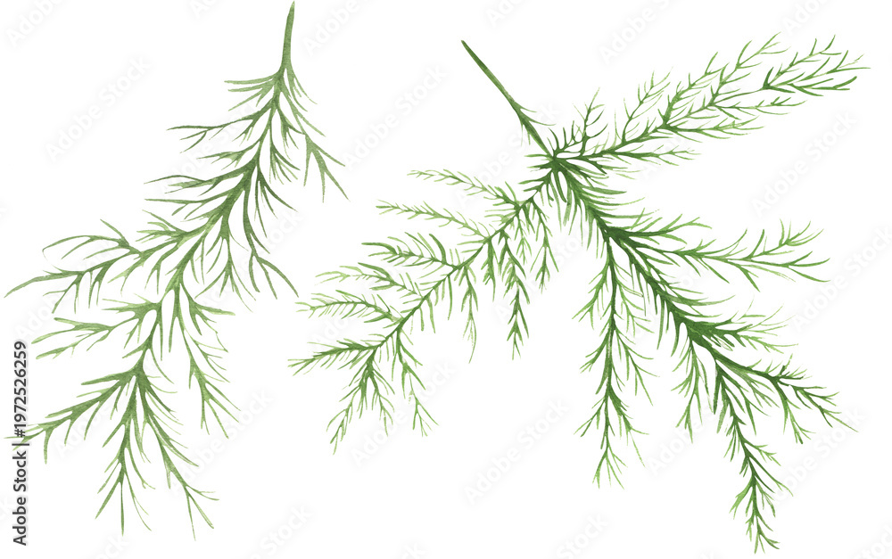 Fototapeta premium Watercolor fern illustration set, garden flora clipart