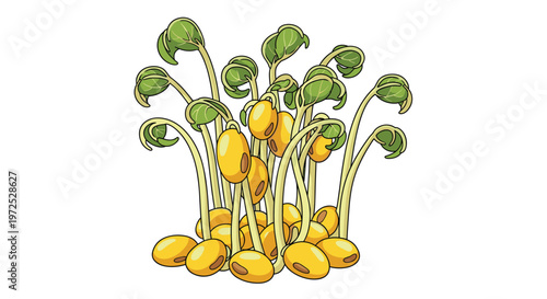 A thriving cluster of germinating soybeans, exhibiting both roots and newly emerged green sprouts, symbolizing growth and fresh ingredients.
