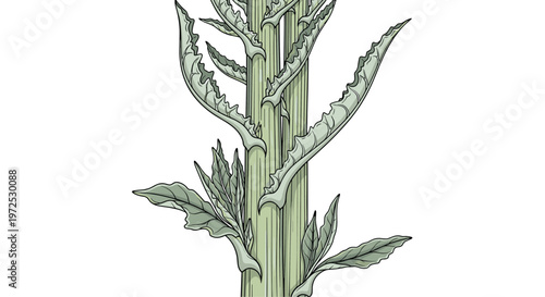 An elegant view of a cardoon plant stem, featuring its distinctive silvery-green, thistle-like leaves, prized for its edible stalks and artichoke flavor.