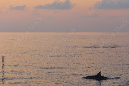 Картината върху платно One dolphin jump out of the water at sunset, he frolic, mating, in the backgroun