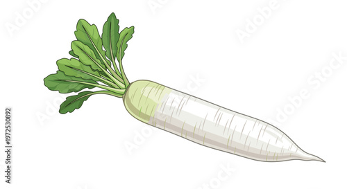 A long, white daikon radish with its green leafy top, known for its crisp texture and mild peppery flavor, a versatile Asian root vegetable.