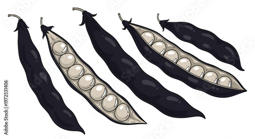 A collection of fresh, dark purple broad bean pods, some whole and some split open to reveal the light-colored beans inside, ideal for cooking.