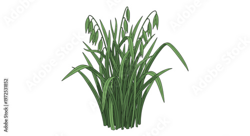 A dense clump of green oat grass with developing grain heads, depicting an important cereal crop and its natural growth cycle.