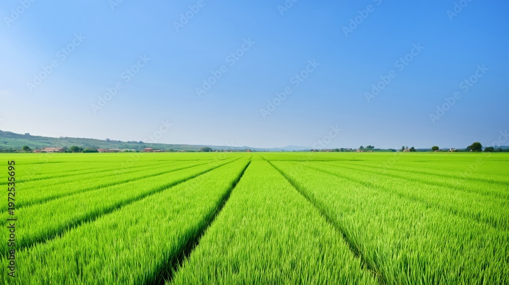 Fototapeta premium A vast vibrant green rice paddy field with perfectly straight rows of crops in a sharp rural agricultural landscape featuring farmhouses and rolling hills.