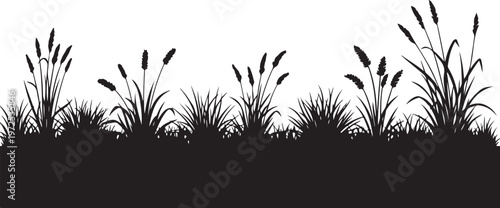 Silhouette of cattails and grass on white background