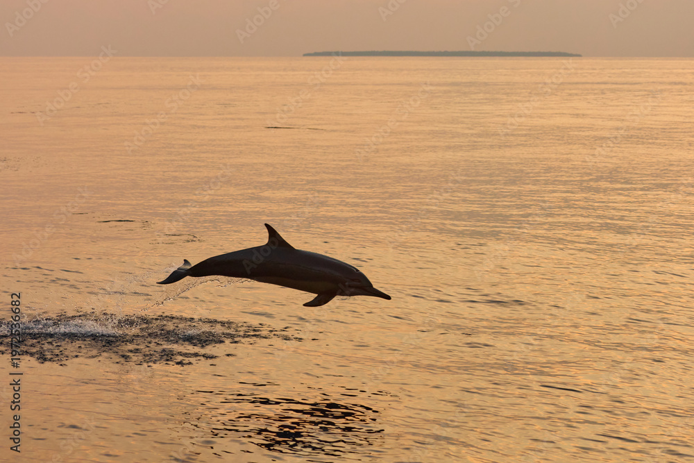 Fototapeta premium One dolphin jump out of the water at sunset, he frolic, mating, in the background is a beautiful sky during sunset