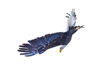 Bald eagle (Haliaeetus leucocephalus) Photo, in a Full Dive, Over a Transparent, Isolated PNG Background