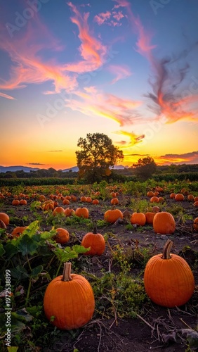 Vibrant Pumpkin Field at Sunset with Colorful Sky and Clouds