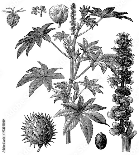 Castor bean plant (Ricinus communis) - inflorescence (male and female flowers), fruit, and seed, detailed vintage botanical engraving.
