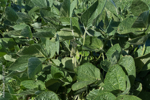 Green soybeans, growing. Soybean field.