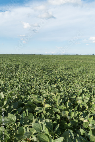 vertical image of a soybean plantation with a line of trees on the horizon