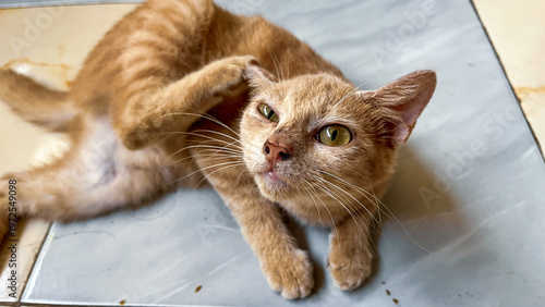 Orange Tabby Cat Scratching Ear While Lying on Tiled Floor