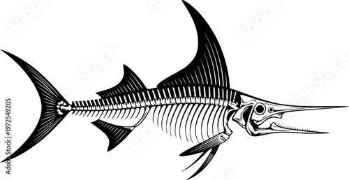Black and white of a detailed marlin skeleton with sharp fins and long bill fish