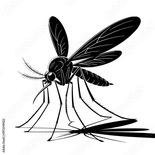 Mosquito vector illustration on white background insect black drawing animal bug
