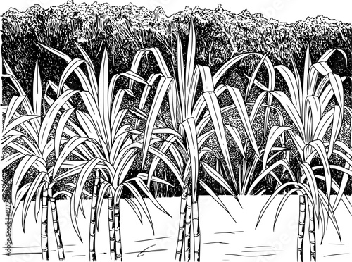 Black and white line of a dense sugarcane field with lush green stalks and leaves