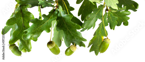 Oak tree leaves and acorns hang on branches in a bright setting during late spring or early summer season isolated on transparent background, PNG file