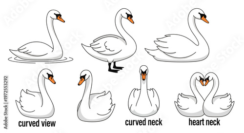 Collection of Elegant White Swan Illustrations in Various Poses and Neck Styles.