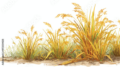 Detailed Rice Plants Field Vector Illustration with Outlines