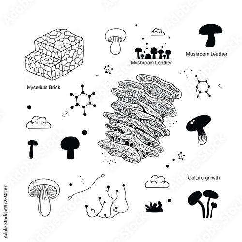 Diagram illustrating mycelium mushroom leather and fungal growth structures