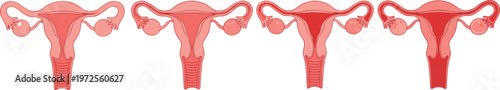 Female Reproductive System Medical Illustration Set Showing Uterus Anatomy Phases for Menstrual Cycle Education Healthcare Information and Women Wellness Graphic Designs