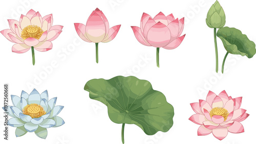 Elegant Pink and White Lotus Flower Vector Set Featuring Blooming Water Lilies Green Lily Pads and Buds for Zen Garden and Wellness Designs