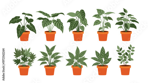 Selection of various indoor green potted house plants in terracotta pots arranged in two rows on a white background.