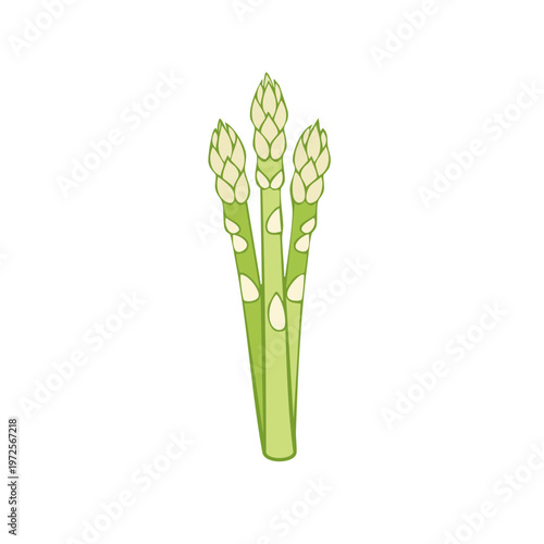 Fresh green asparagus spears illustration, healthy vegetable for cooking and healthy eating