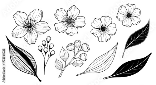 Hand-drawn botanical illustration of various flowers, leaves, and buds in black and white.
